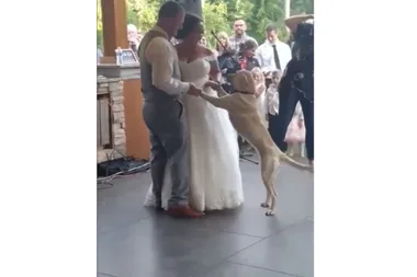 Dog shares first dance with newlyweds