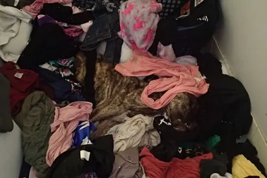 Woman banned from having pets after starved dog is found in pile of laundry