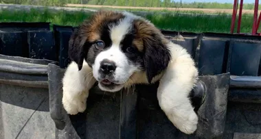 Family devastated after dog dies from eating vape
