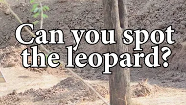 WATCH: Can you spot the leopard?