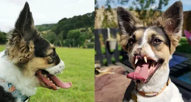 Dog with no nose finds her fur-ever home