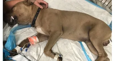 Loyal dog dies as he protected owner from venomous snake