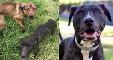 Dog left ’emaciated’ by cruel NSW owner needs a new home