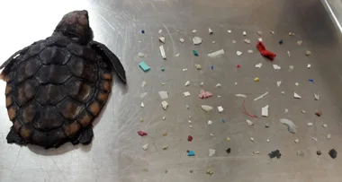 Tiny turtle had swallowed 104 pieces of plastic