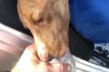 Puppy buried alive by hurricane rubble rescued