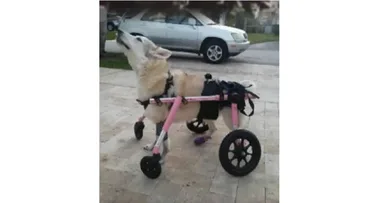 Disabled husky dog is found dead just days after being snatched