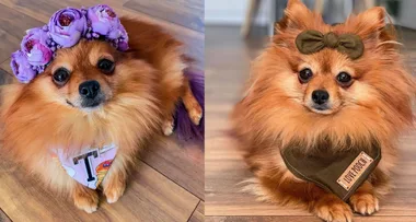 Australia’s poshest pooch – ‘I spent $4000 on her outfits!’