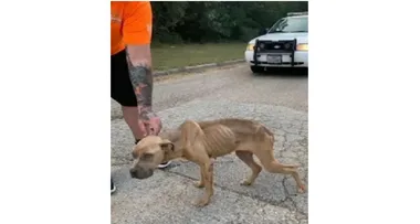 Woman accused of ‘hurling malnourished dog out of car window’