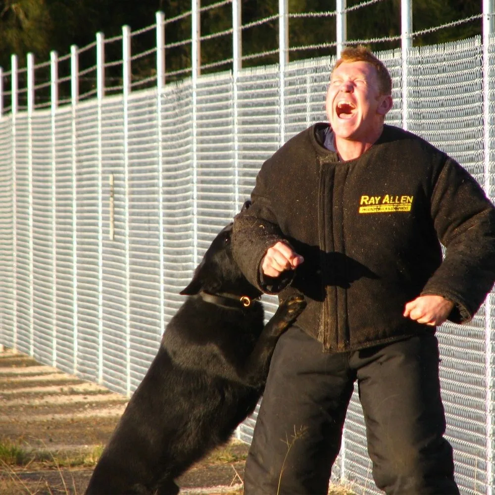 NSW police officer Sergeant Luke Warburton training with his police dog, German Shepherd Chuck.