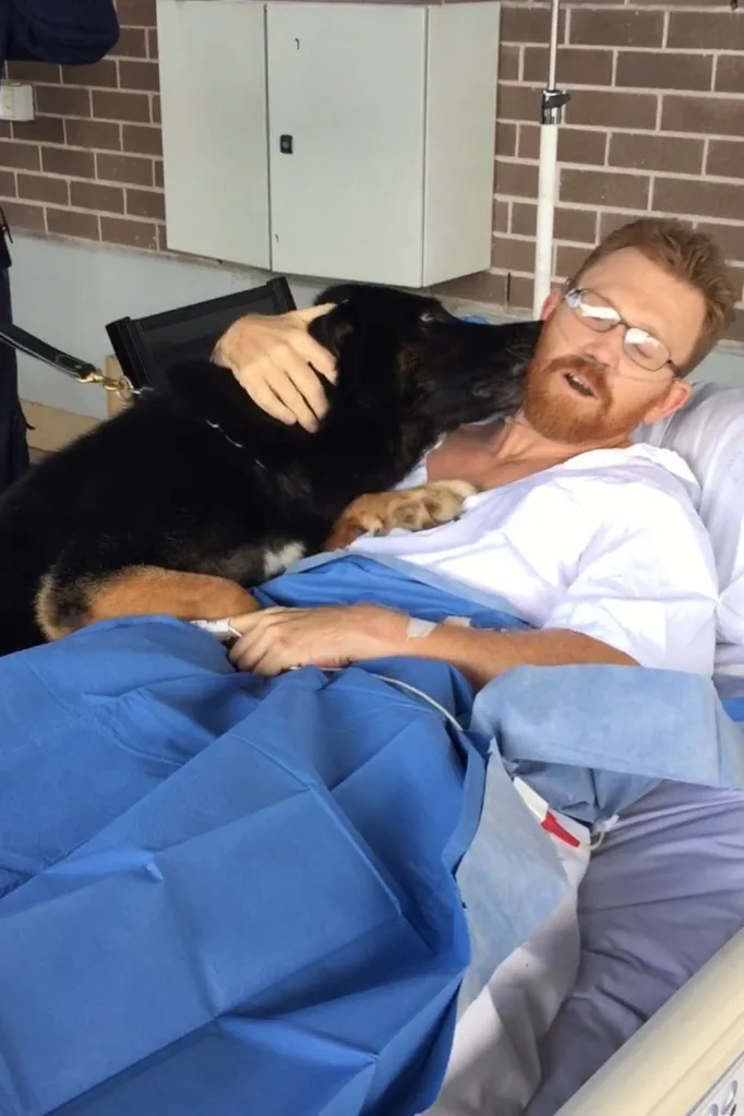 Police dog Chuck visiting Sergeant Luke Warburton in hospital