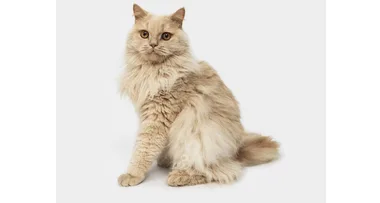 Woman arrested for ‘stabbing pet cat 20 times and throwing it off balcony’