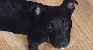 Man who slit puppy’s throat sentenced to prison
