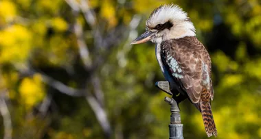 Man RIPPED kookaburra’s head off in Perth pub