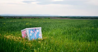 Woman dies from explosion at gender reveal party