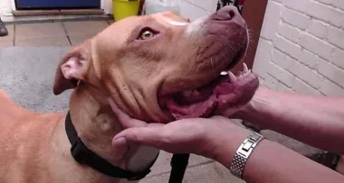 Dog raped by human and saved from being put down finds her forever home
