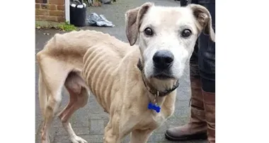 Skeletal dog is HURLED over the gates of an animal sanctuary