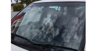 Woman complains about strangers who helped her dog she left LOCKED in hot car