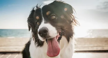 New way to calculate your dog’s age in human years – and no you don’t multiply it by seven