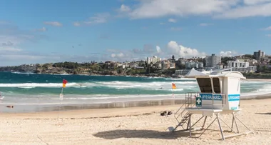 Unusual number of dead birds wash up on Sydney beaches