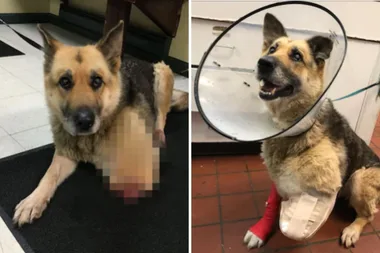 Elderly German Shepherd named Zoe found chained, starved and missing a limb