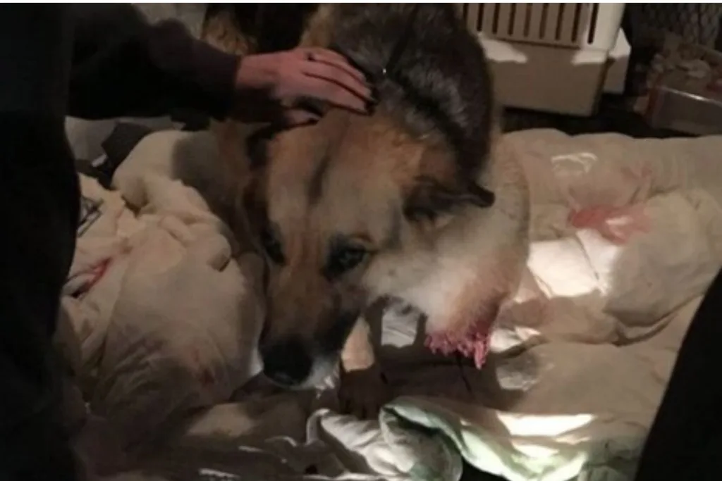 The organisation found the dog living outside in a plastic pet crate with hay inside. Credit: Susquehanna SPCA