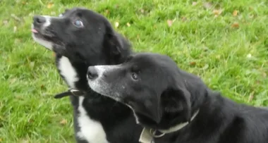 Meet the adorable blind border collie and his ‘guide dog’ best friend