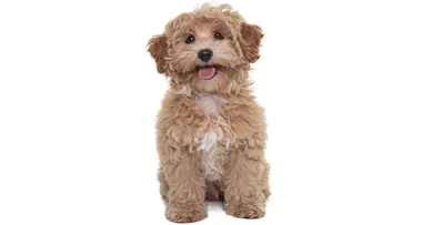 Man dies from bacteria he contracted from a dog lick