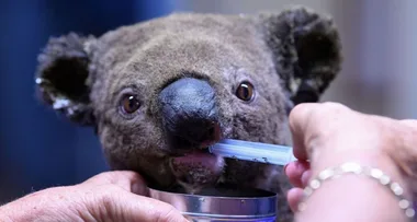 Koalas are now ‘functionally extinct’ after bushfires, report claims