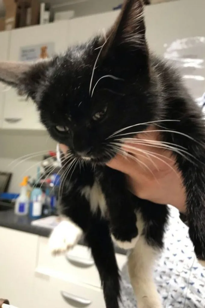 Benny the cat