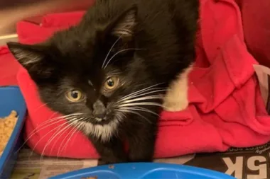 Dumped KITTEN’S horrific injuries likely caused by SEXUAL ABUSE says RSPCA