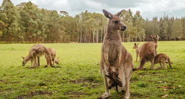 Kangaroo killer pleads guilty after 20 animals mowed down during ute rampage