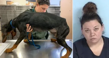 Dog is starved so badly it resembled ‘skeleton with skin draped over it’