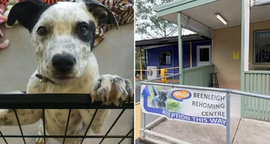 Firefighters write ADORABLE note after protecting shelter animals from bushfire
