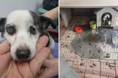 Blind and deaf Adelaide dog named ‘Brandy’ PUT DOWN after living in her own FAECES