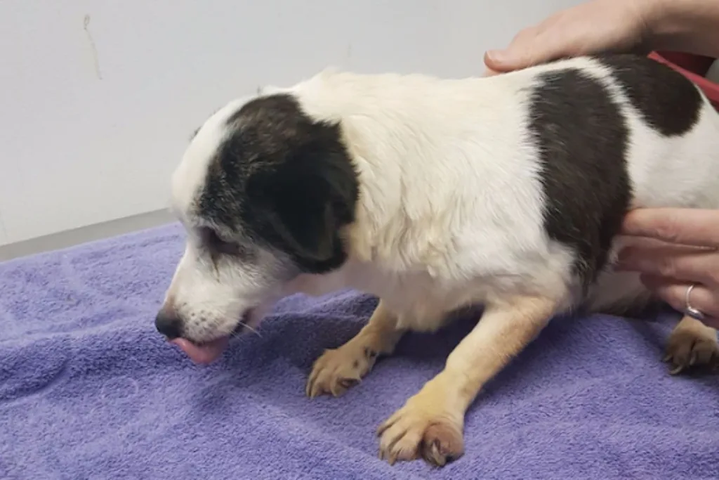 Adelaide dog Brandy found in her own faeces put down