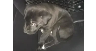 ‘Man high on meth hurls puppy at car windscreen’