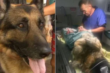 Queensland dog undergoes surgery after swallowing 18 GOLF BALLS
