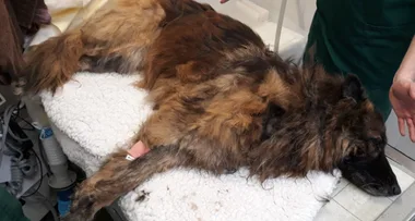 Woman arrested after dog called Bella ‘thrown into the river with a rock tied to her neck’