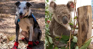 Meet Bear – The brave dog saving Australia’s koalas