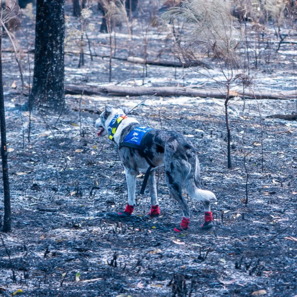 IFAW
