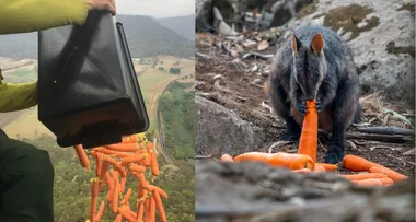Thousands of kilos of food dropped to starving animals following bushfires