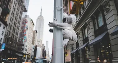 Stuffed koalas appear across New York City