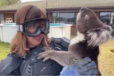 Kangaroo Island Wildlife Park tricks Scottish reporter into handling dangerous ‘drop bear’