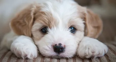 Couple allegedly filmed sex act with dog named Nala