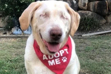 BLIND LABRADOR named Dumpling seeks home after being DUMPED at Gold Coast pound