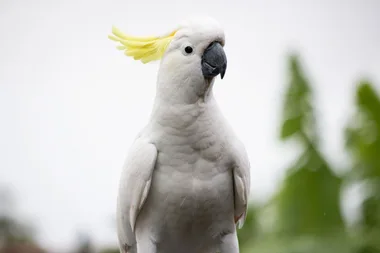 BUSTED BY A BIRD: How a courageous pet COCKATOO solved a murder