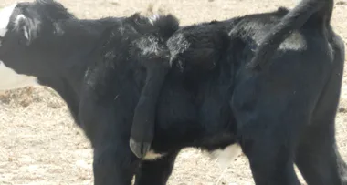 ‘Miracle drought calf’ born with an extra leg on its back
