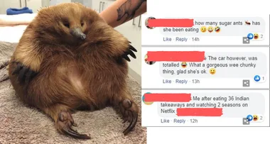 Overweight ECHIDNA survives being hit by a car because she’s so FAT