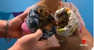 Volunteers give bushfire-affected animals new knitted homes