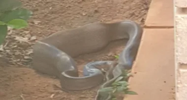 Family find python eating cat outside